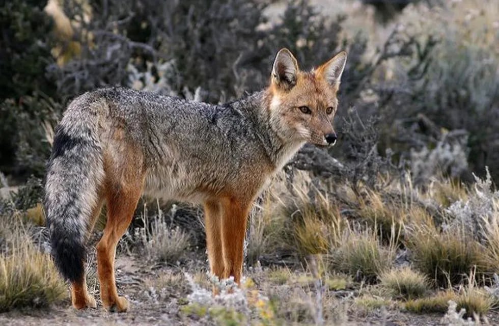 Los zorros colorados como parte de los animales permitidos para cazare.