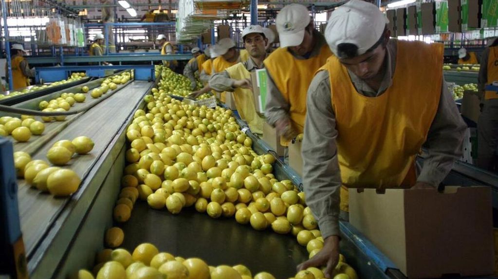 El Gobierno provincial busca fomentar el sector citrícola tucumano.