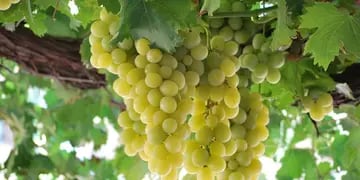 El INV reconoció nueva variedad de uva para elaborar vinos