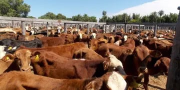 Corrientes posee 22 mil productores en toda su geografía. Es la producción primaria por excelencia en la provincia.