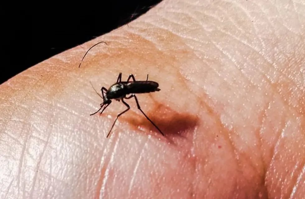 Precipitado avance de los casos de dengue en La Rioja