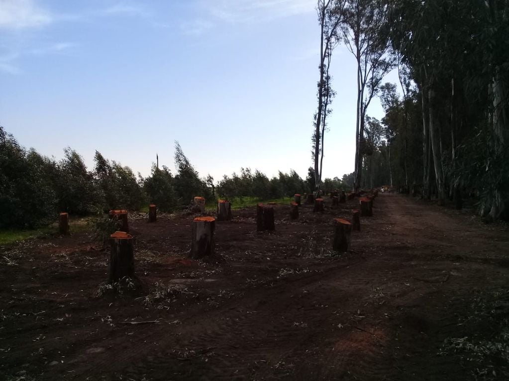Piden cesar con el corte de árboles en el Parque Cabañas de Tres Arroyos y la municipalidad aduce que está reforestando
