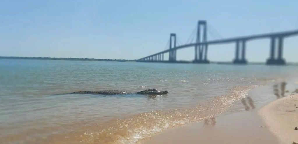 El yacaré que apareció en la playa Arazaty, Corrientes.