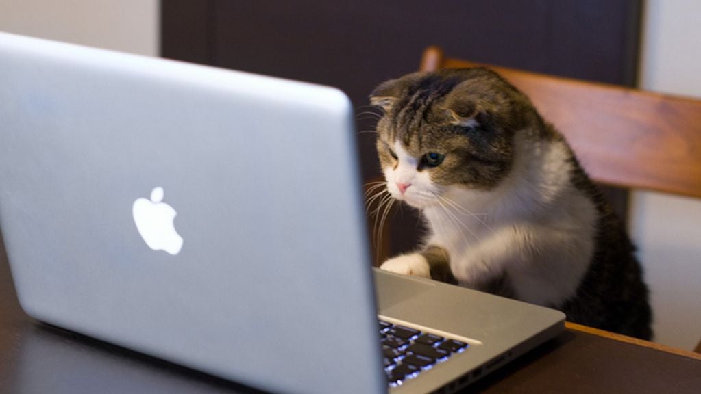 Gatitos y el Internet