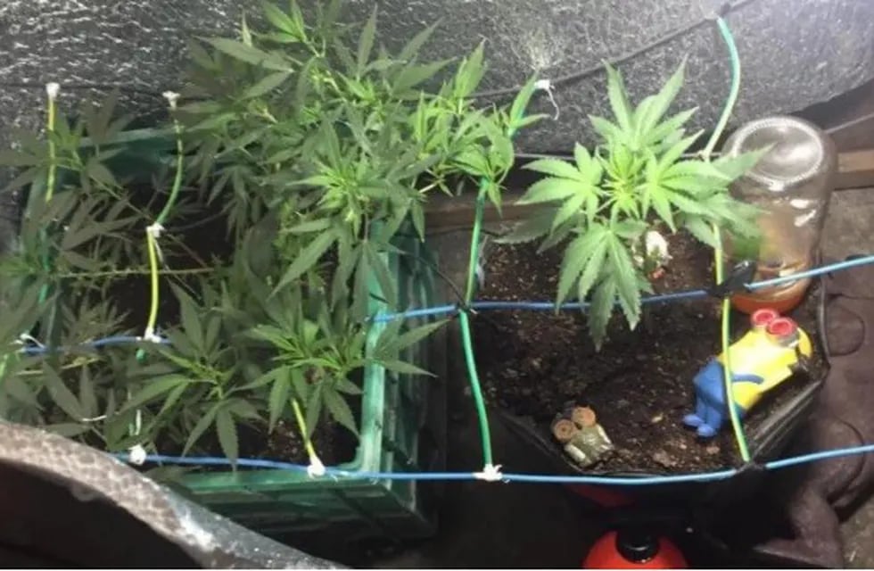 Buscaban elementos robados y hallaron ocho plantas de marihuana