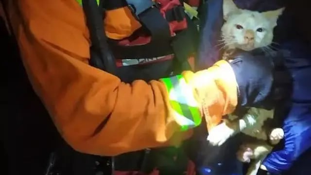 Rescataron a un gato que había caído a un pozo de 15 metros de profundidad en Iguazú