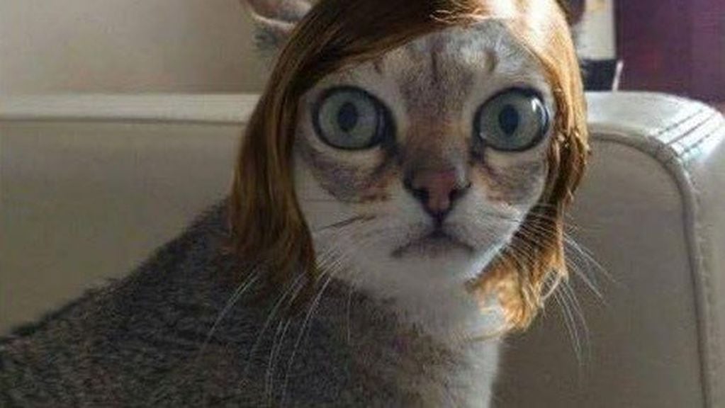 El gato "Emma Stone" (Web)
