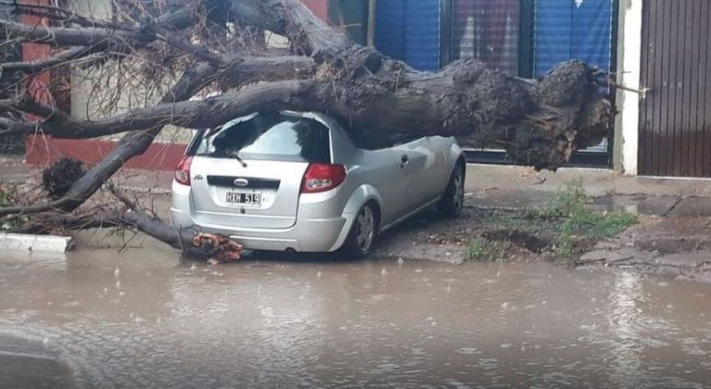 El temporal en San Martín dejó destrozos de todo tipo, hasta árboles sobre los automóviles.