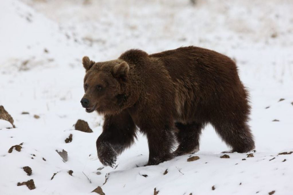 Los osos pardos ya están en su hábitat natural.
