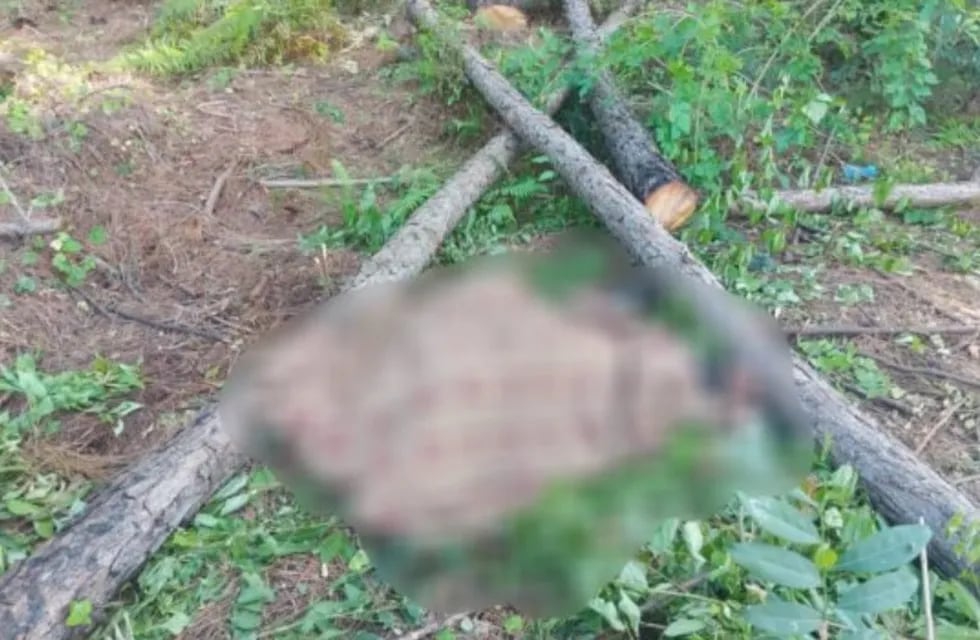 San Ignacio: trabajador rural falleció aplastado por un árbol.