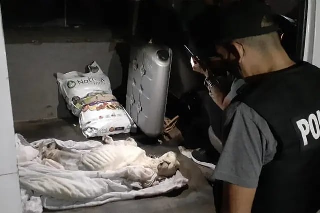 Perro rescatado en Bahía