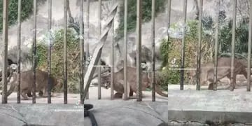 Video viral del puma en el zoológico de Córdoba