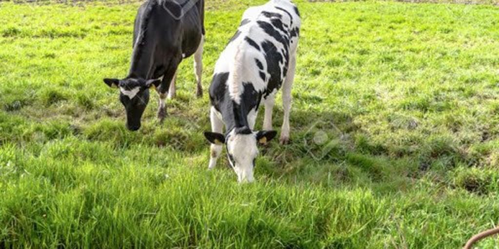 Vacas pastoreando - Pxfuel