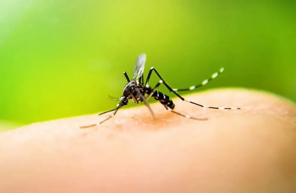 Se espera una temporada alta de contagios de dengue. Foto: Los Andes.