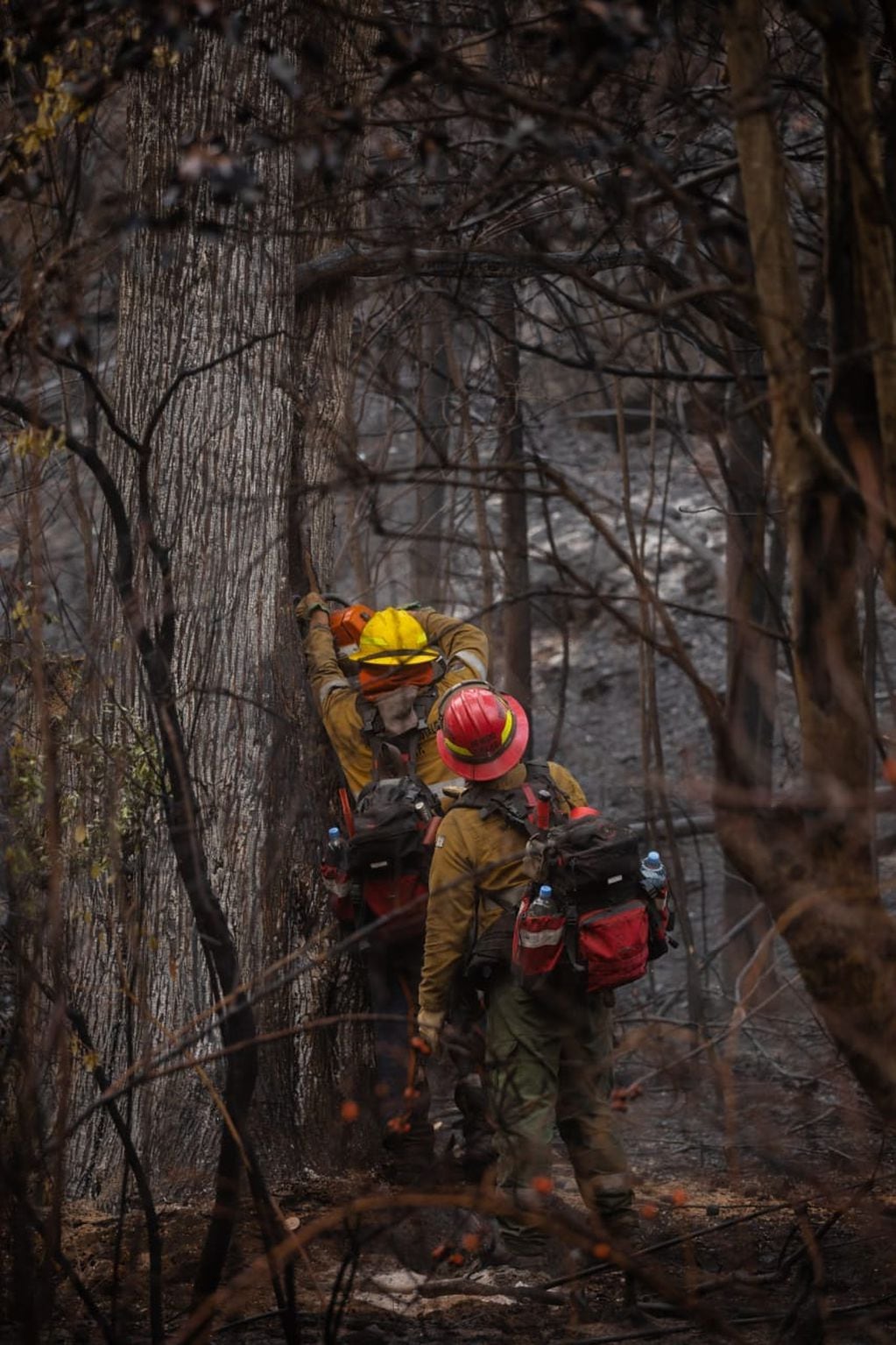 Los bomberos voluntarios, la Municipalidad de El Bolsón y otras áreas lograron que el incendio sea contenido.