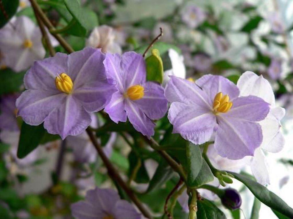 Solanum baretiae  fue nombrada en honor a la exploradora. (web)