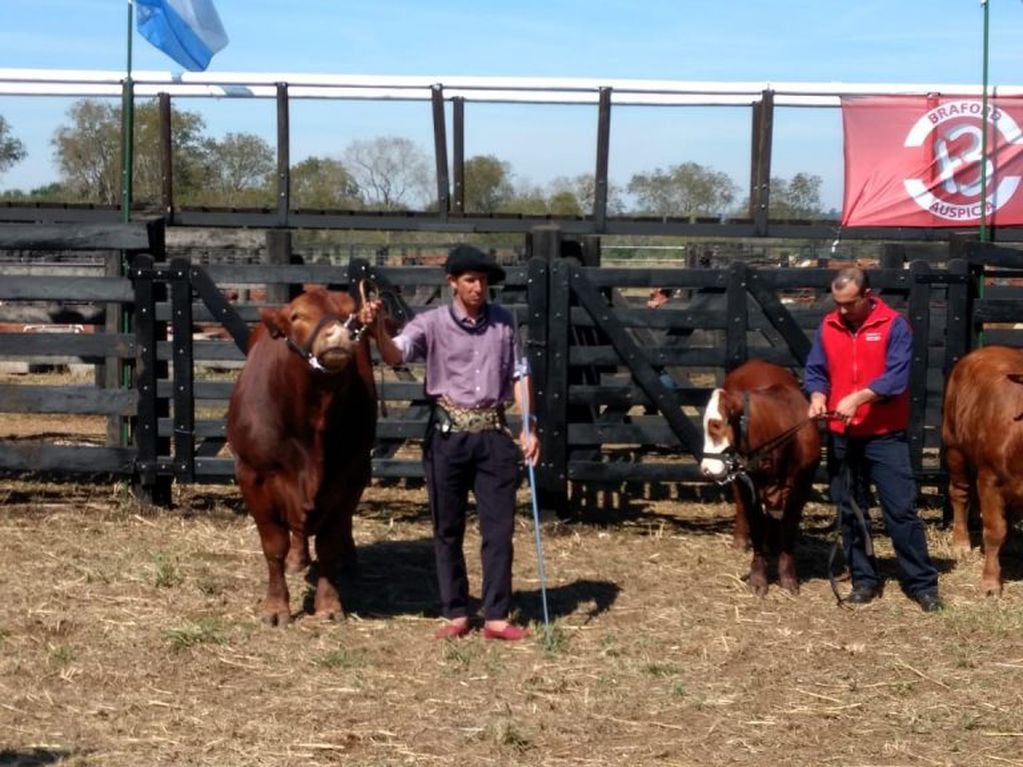 Misiones. Animales de las razas Brangus, Brahamann y Braford, compiten en sus respectivas categorías en la Expo de Fachinal. (Misiones Online)