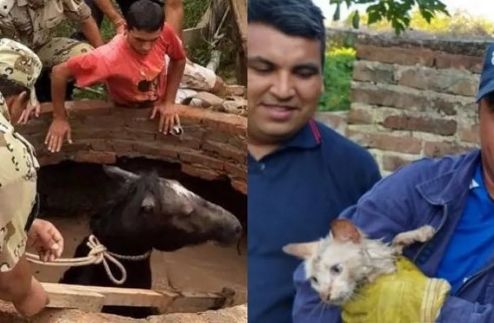 Rescataron un caballo y un gato que estaban atrapados en un pozo con agua en Entre Río