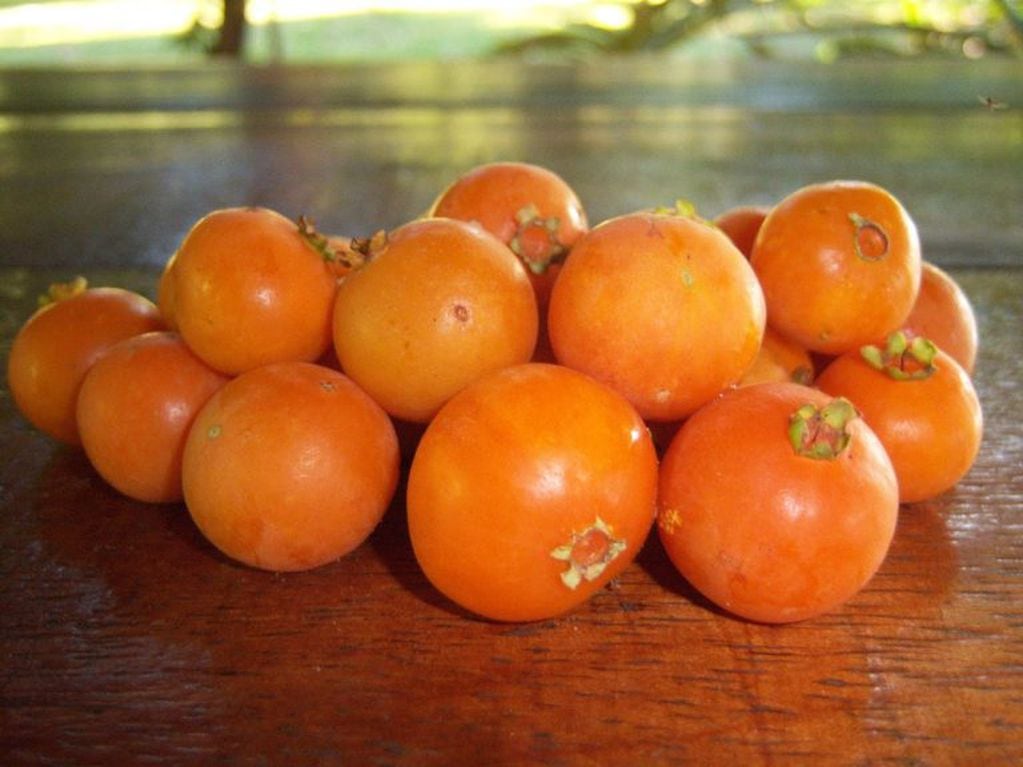 Frutas maduras de guavirá. (WEB)