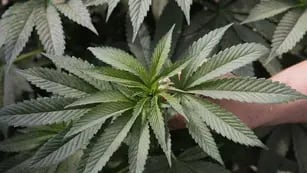 La hija de Marley mantenía casi una docena de plantas de marihuana.