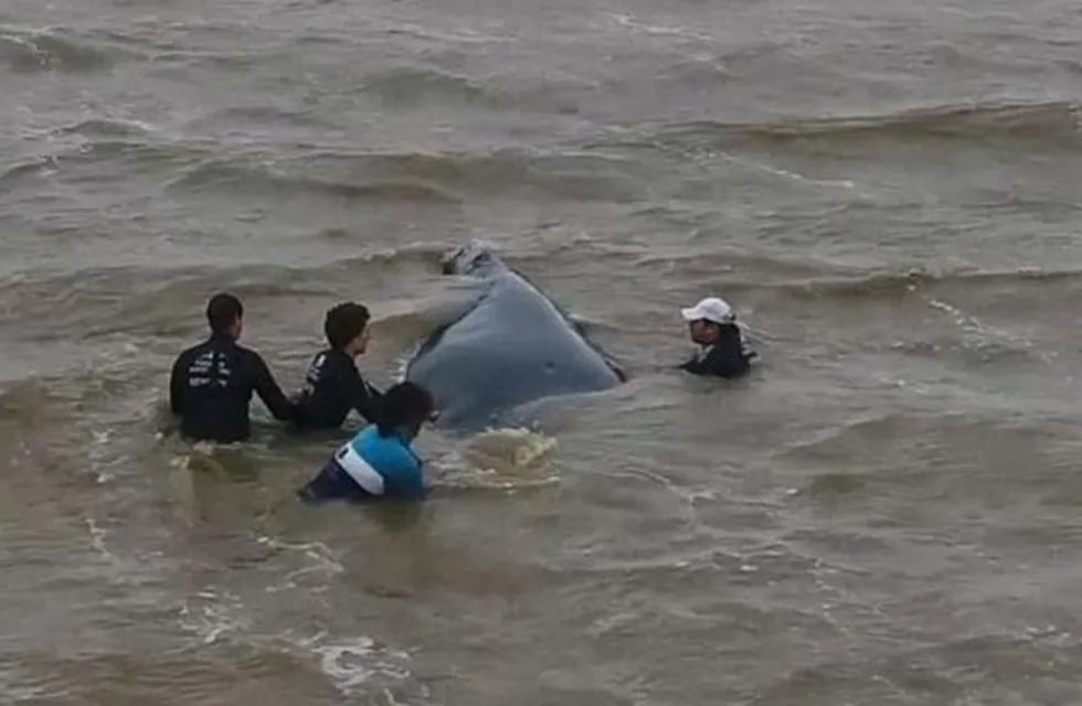 Una ballena fue rescatada milagrosamente cuando estaba varada en la costa de San Clemente.