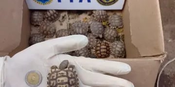 Rescataron más de 300 especies exóticas vendidas ilegalmente en una casa de La Plata