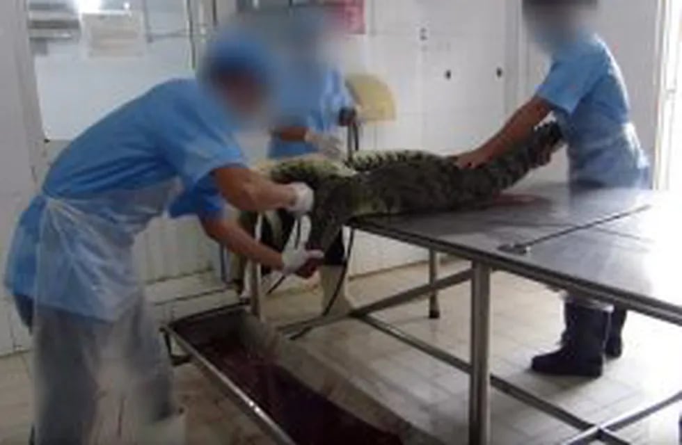 Captura del video que muestra las torturas de los cocodrilos.