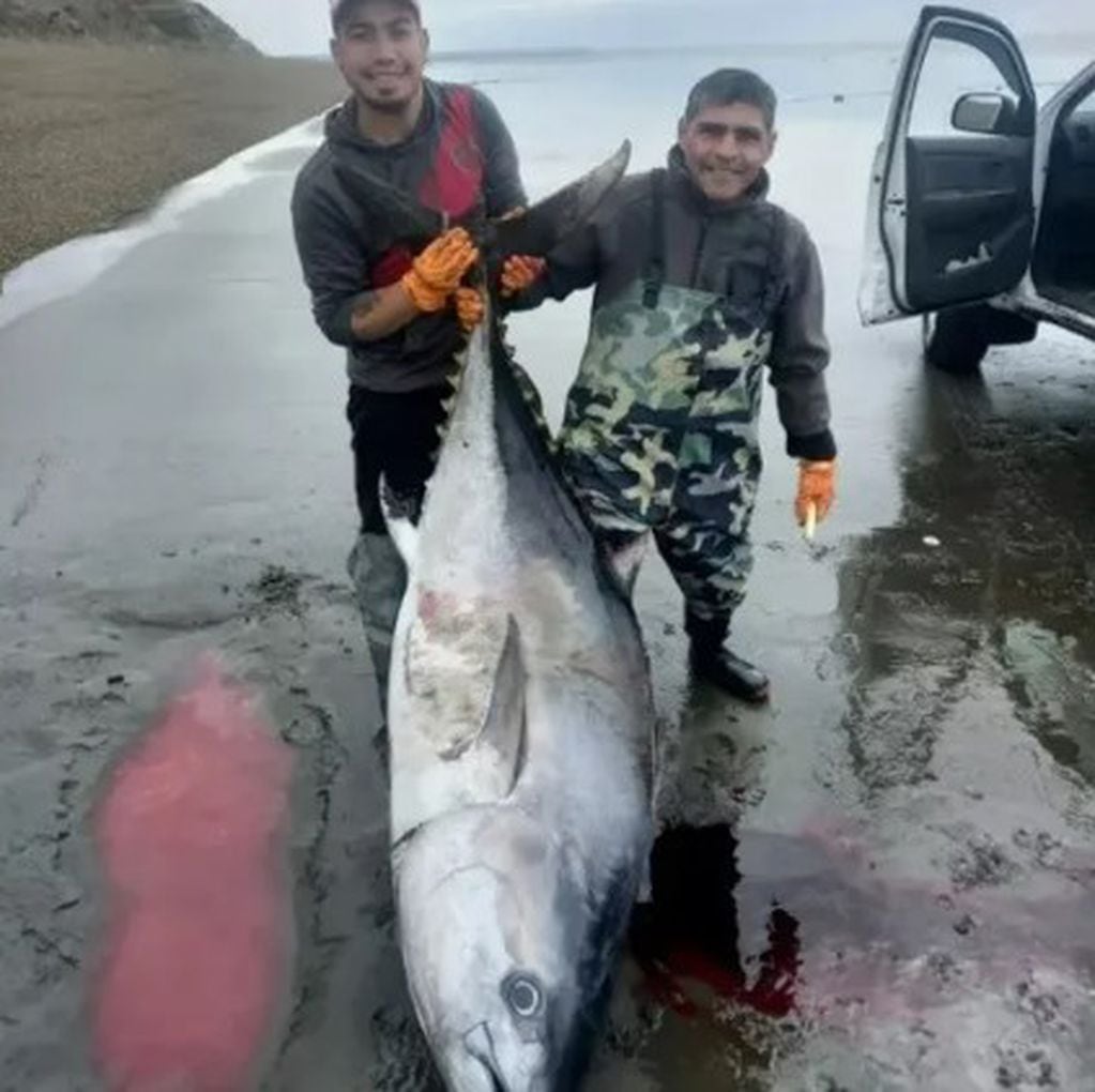 Los pescadores con el atún que pesa más de 250 kilos.
