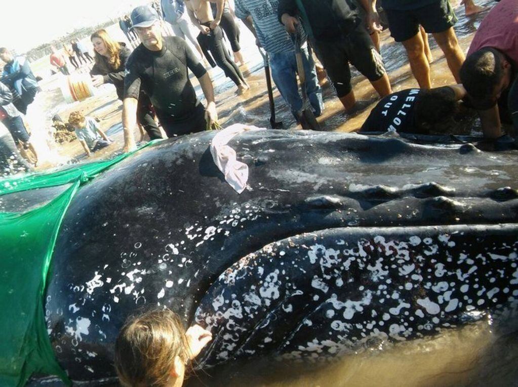 Una ballena quedó varada en Mar del Plata
