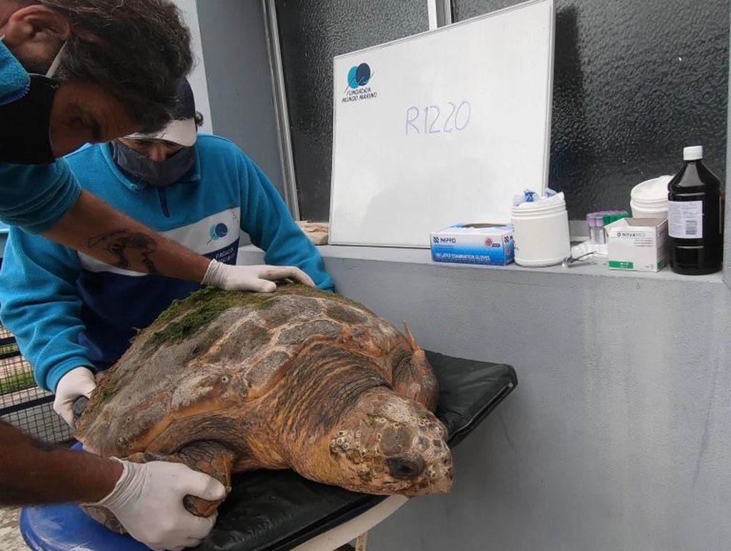 Regresan al mar una tortuga cabezona de 59 kilos que quedó atrapada en redes de pesca (Foto: Mundo Marino