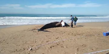 Apareció una ballena en las playas de Mar del Plata