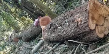 Detectaron desmonte de madera nativa en una reserva en El Soberbio