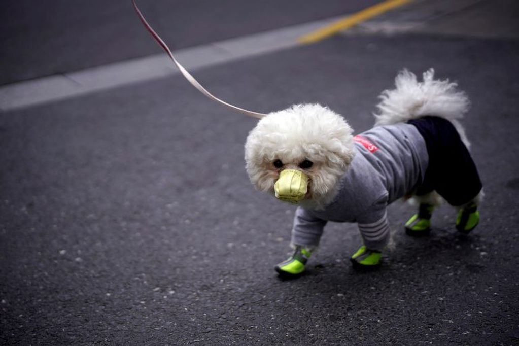 A dog wearing face mask is seen on a street as the country is hit by an outbreak of the novel coronavirus, in Shanghai, China March 2, 2020. REUTERS/Aly Song     TPX IMAGES OF THE DAY