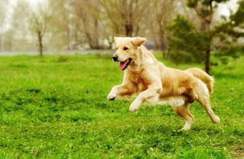 perrito feliz corriendo