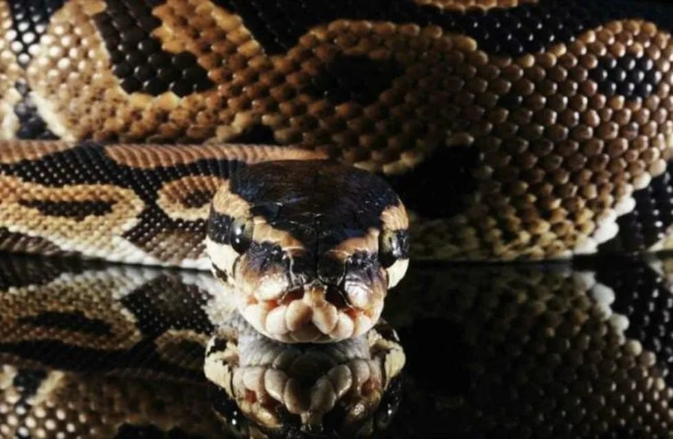 Una nena frotó las encías de una enorme serpiente pitón y salió ilesa
