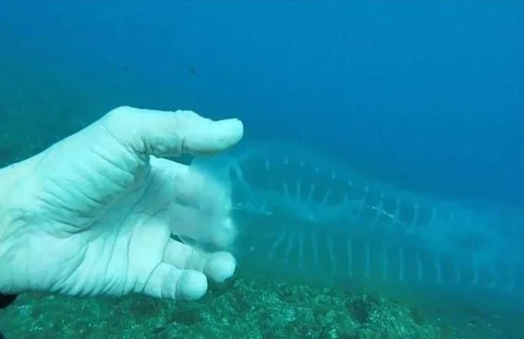 El extraño 'pez fantasma' hallado en Malta.