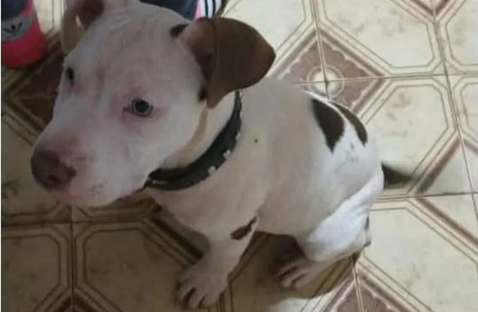 Tayson la mascota de un nene de Eldorado que fue robada el martes 19 de noviembre. (Stop en Línea)