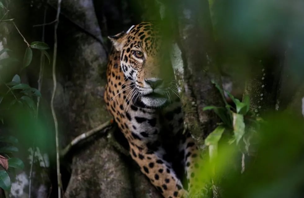 A female adult jaguar sits atop a tree at the Mamiraua Sustainable Development Reserve in Uarini, Amazonas state, Brazil, June 5, 2017. REUTERS/Bruno Kelly     SEARCH \
