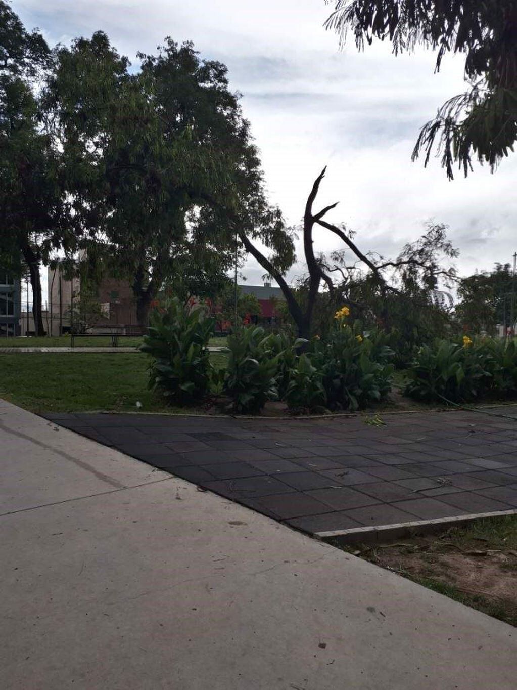 En Catamarca, los fuertes vientos y la lluvia provocó la caída de árboles y voladura de techos