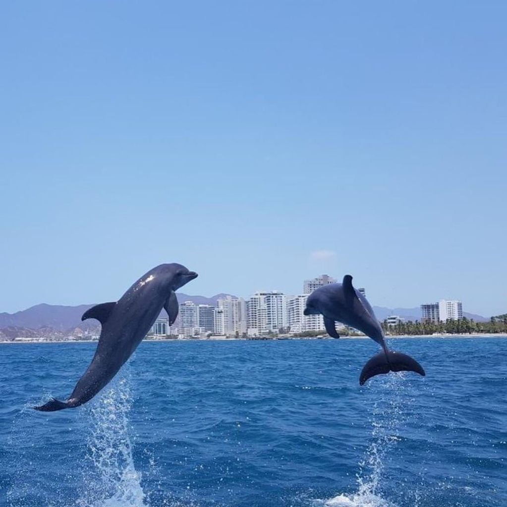 Los delfines han disfrutado de la cuarentena de los humanos en varias partes del mundo. (Instagram/@ultimahoracol)
