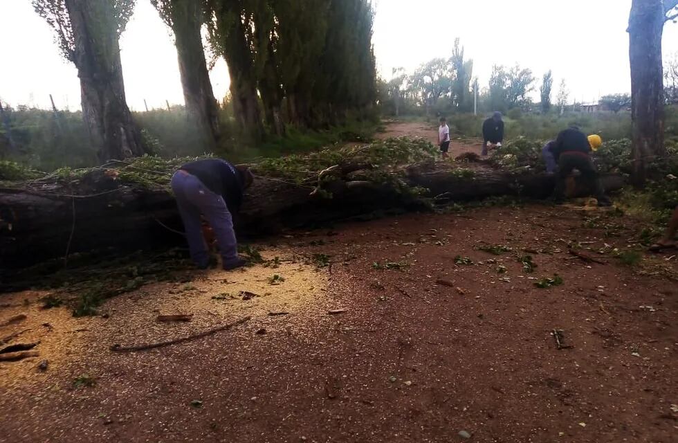 La tormenta tiró árboles, redes eléctricas y voló techos en Las Malvinas y Cañada Seca.