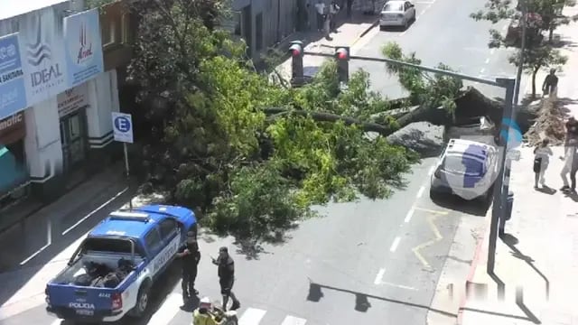 Video. La Policía de Córdoba difundió imágenes del momento exacto en que un arból se desplomó en barrio centro.