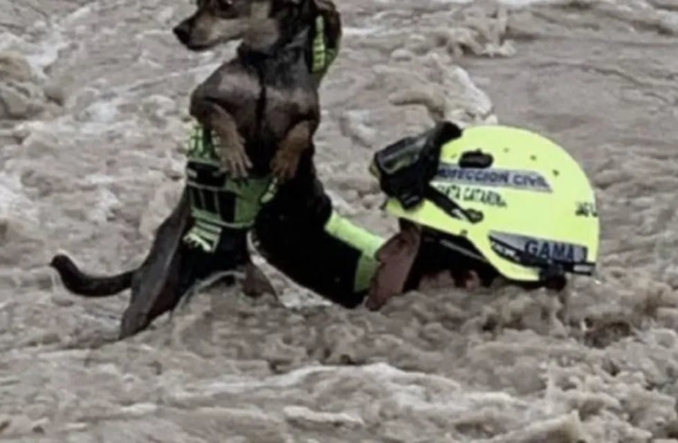 (Foto: Captura) Rescate de perrito en México