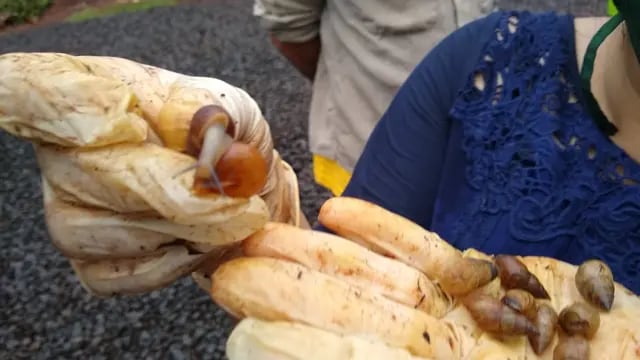 Posadas: Ecología trabaja en el bloqueo y erradicación del caracol gigante africano