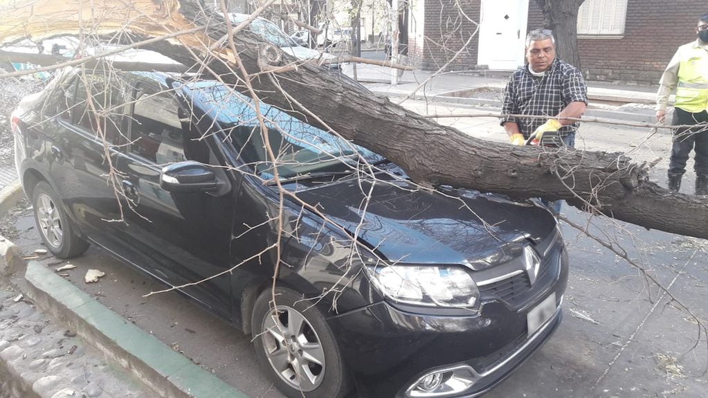 Por el fuerte viento zonda, un árbol aplastó un auto en calle Mitre y San Lorenzo de Ciudad.