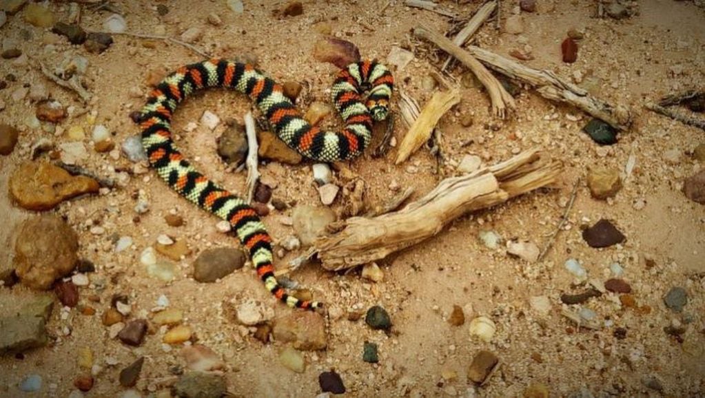 La serpiente fue hallada en la localidad neuquina de Plottier (web)