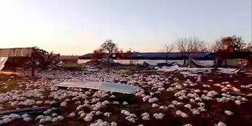 Miles de pollos muertos en una granja tras el temporal en Colón