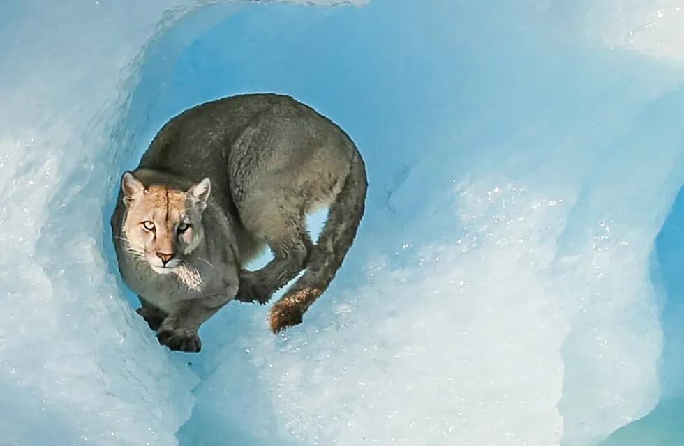 En un ámbito natural, turistas pudieron maravillarse con la vista del puma sobre un fragmento de hielo.