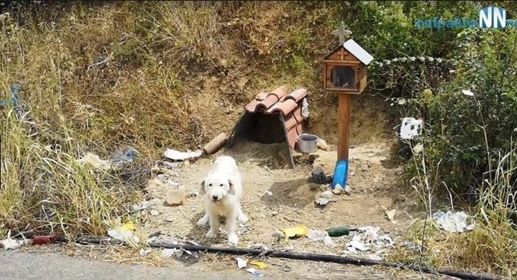 El perro que lleva un año y medio esperando a su dueño en el lugar donde murió