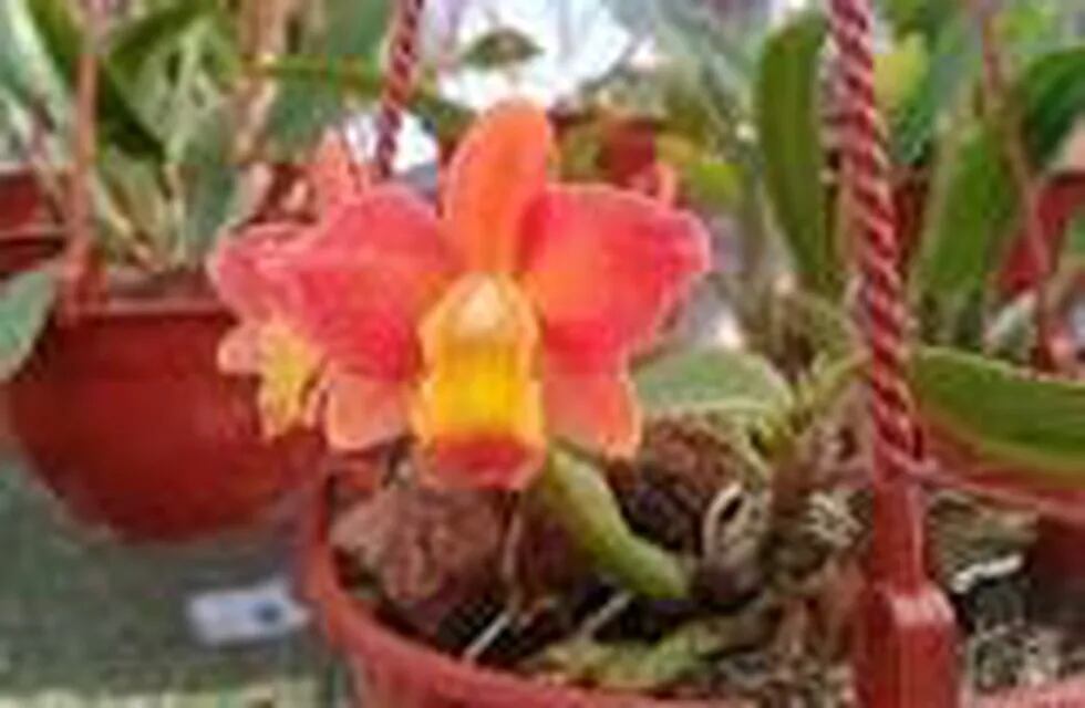 Nueva especie de orquídea en Misiones. (INTA)